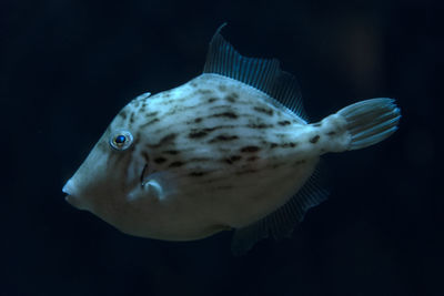 Close-up of fish swimming in sea