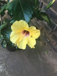 Close-up of yellow flower