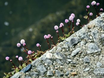 Close-up of flower