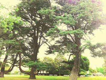 Trees in park