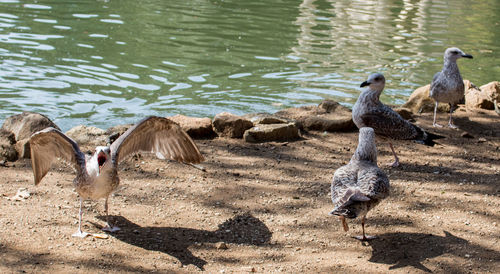High angle view of birds on lakeshore