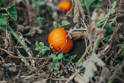 High angle view of mushrooms growing on field