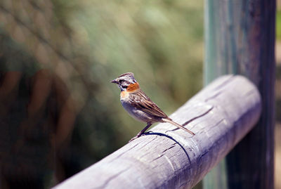 Close-up of bird perching on wooden post