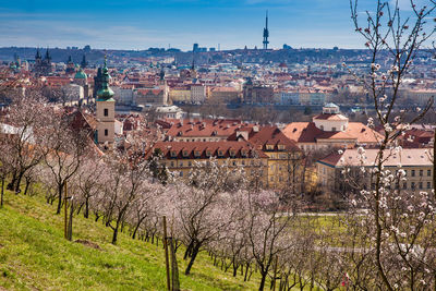 High angle view of cherry blossom by buildings in city