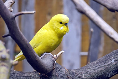 Close-up of parrot perching on branch