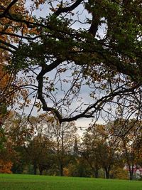 Trees on grassy field in park