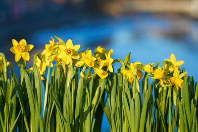 Close-up of yellow daffodil flowers on field
