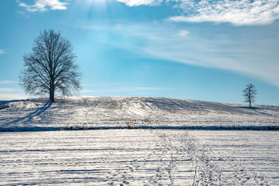 Bare tree on snow covered land