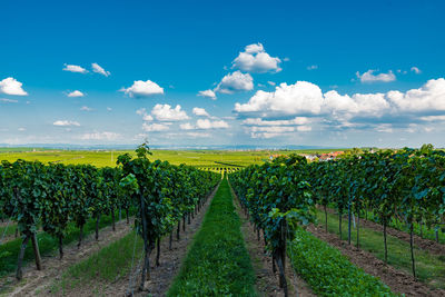 Scenic view of vineyard against sky