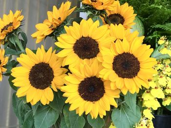 High angle view of sunflowers