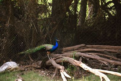 Peacock on tree in forest