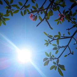 Low angle view of plant against blue sky