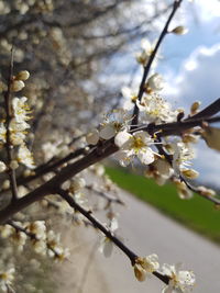 Close-up of cherry blossoms in spring