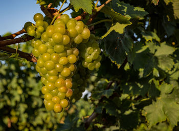 Low angle view of grapes hanging on tree