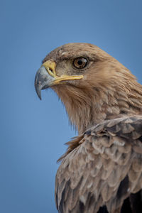 Close-up of tawny eagle head and shoulder