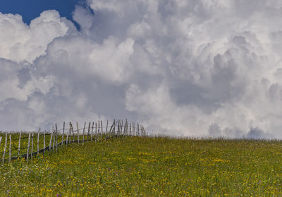 Scenic view of agricultural field against sky