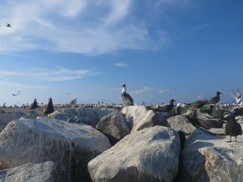 Seagulls perching on rock formation against sky