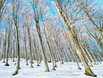 Bare trees on snow covered land against sky