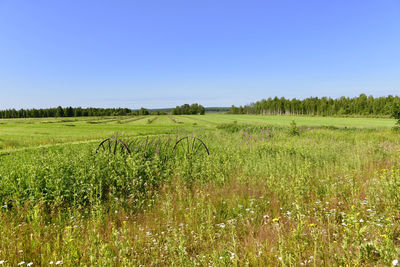 Scenic view of field against clear sky