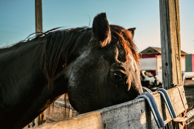 Horse eating at a farm during sunset in killeen, texas