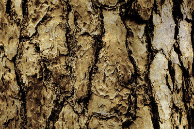 Full frame shot of tree trunk
