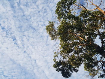 Low angle view of tree against sky