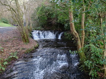 Stream flowing in forest