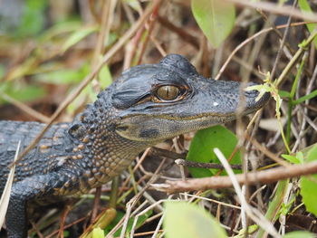 Close-up of crocodile on field