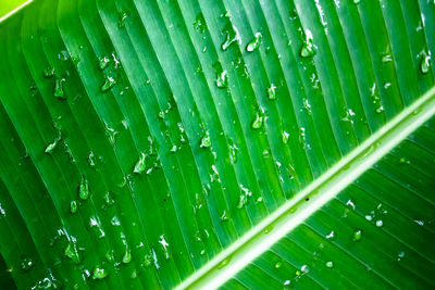 Full frame shot of water drops on leaf