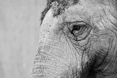 Close-up of elephant