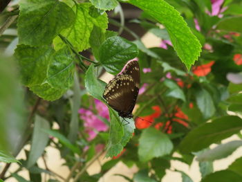 Close-up of butterfly pollinating on flower