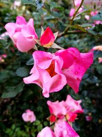 Close-up of pink bougainvillea blooming outdoors