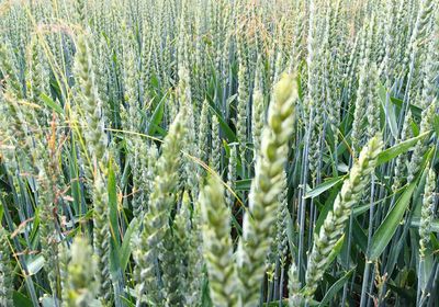 Close-up of crop growing in field