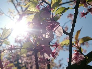 Close-up of sun shining through tree