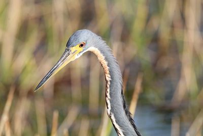 Close-up of a bird against blurred background