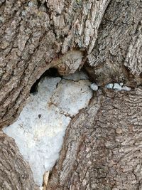 Close-up of tree trunk