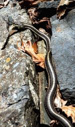 Close-up of lizard on tree trunk