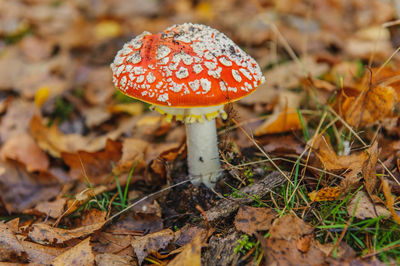 Close-up of fly agaric mushroom growing on field