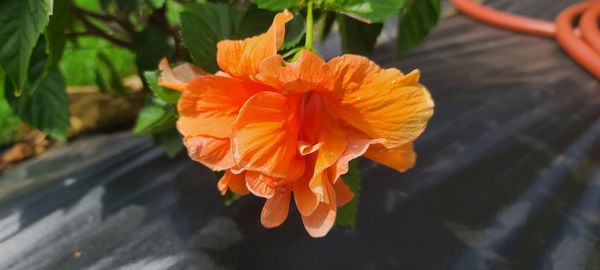 Close-up of orange rose flower