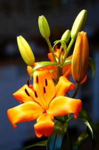 Close-up of yellow flowering plant