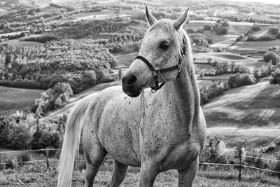 Horse on field against sky