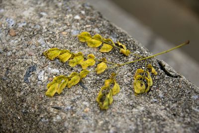 Close-up of yellow flower