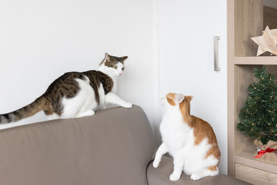 Two domestic cats fighting on leather couch next to christmas tree