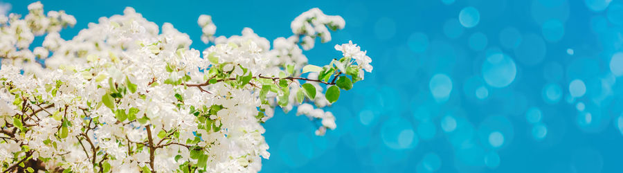 Close-up of white flowering plants against blue sky