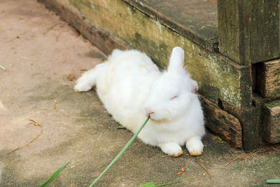 High angle view of cat sitting outdoors