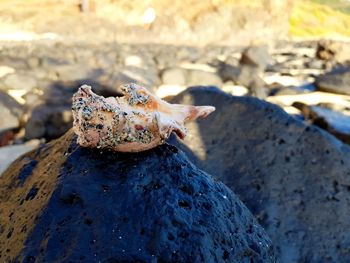 Close-up of lizard on rock