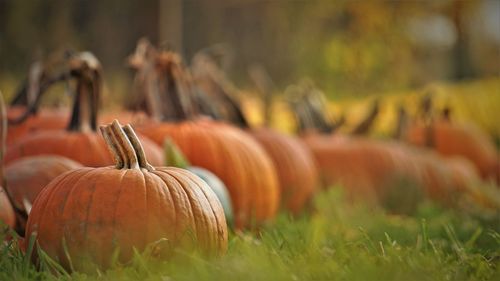 Close-up of pumpkin on field