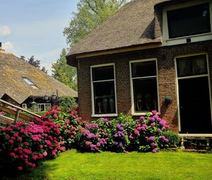 Purple flowering plants on lawn of building