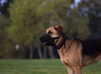 Close-up of a dog looking away