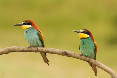 Bird perching on branch